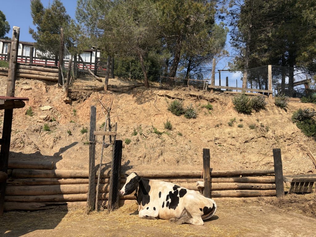 SORTIDA A LA GRANJA AVENTURA PARK